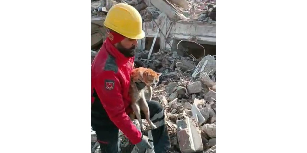 Enkaz altındaki kedi 10 gün sonra kurtarıldı
