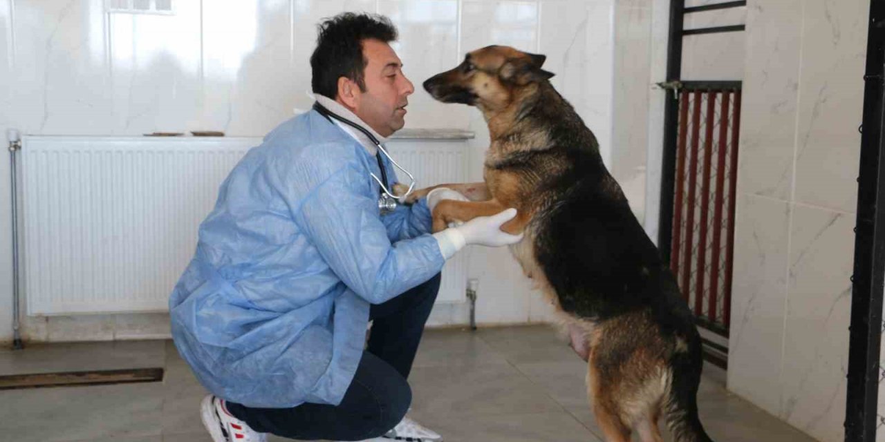 Depremin mağduru hayvanlar önce tedavi edildi, sonra sahiplendirildi