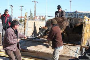 Beyşehir'de kurbanlıklar görücüye çıktı
