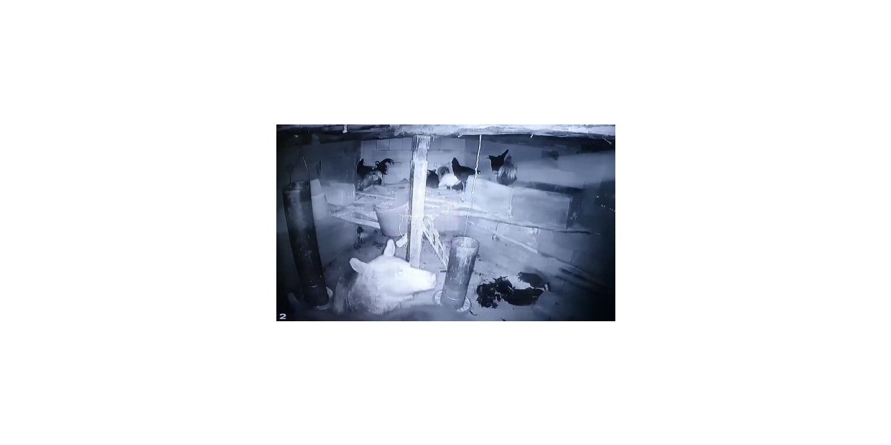 Kümese giren anne ayı ve yavrusu tavukları telef etti