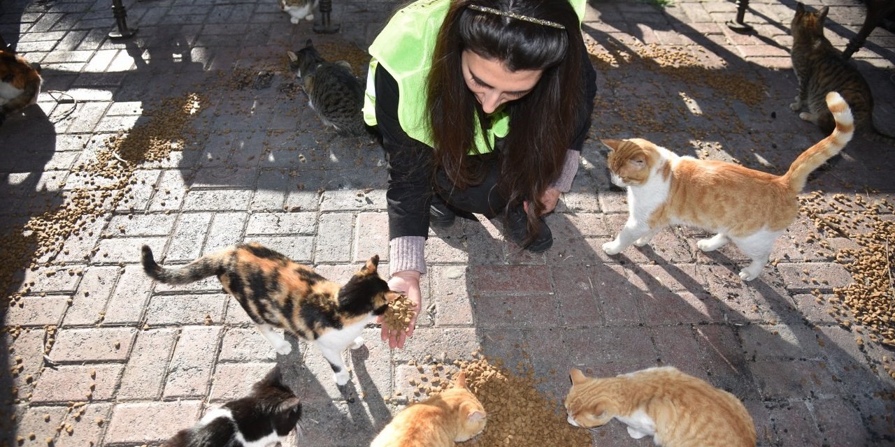 Asrın felaketinde sokak hayvanları unutulmadı