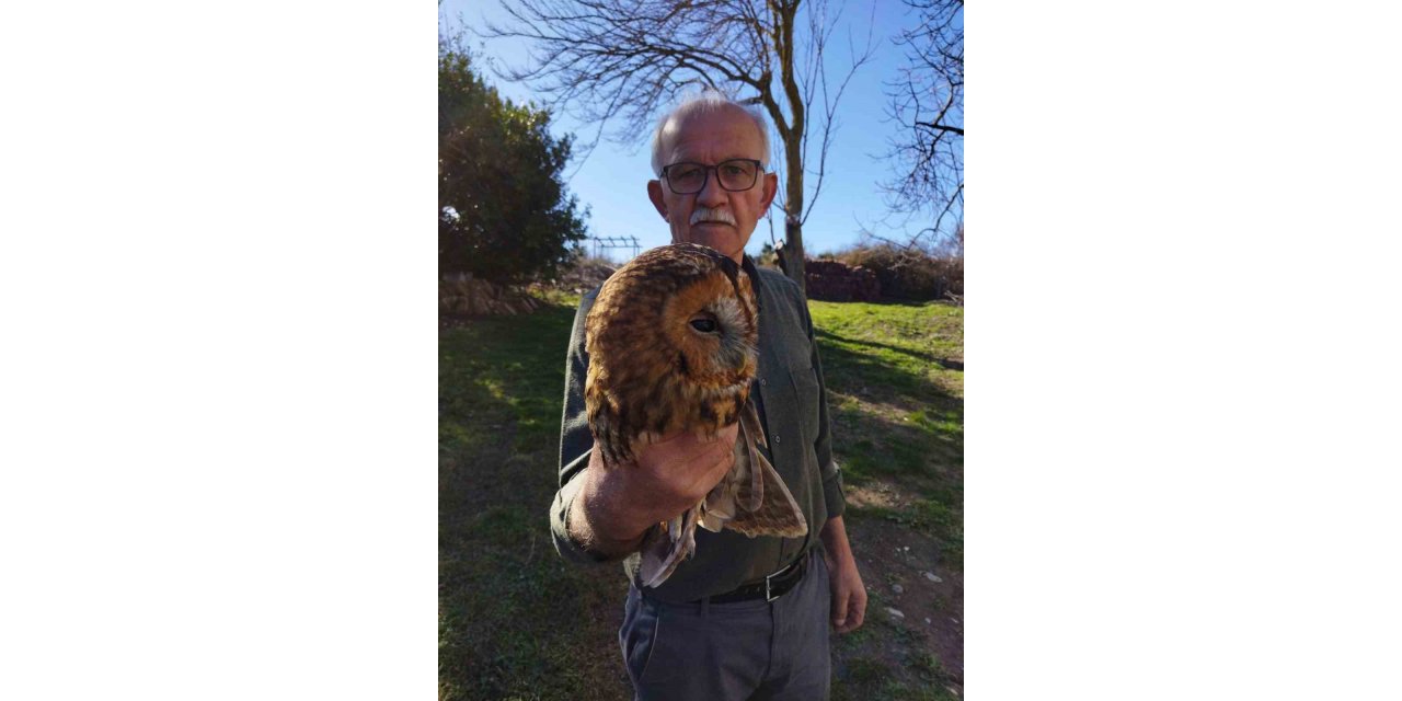 Bahçe tellerinde bulduğu yaralı baykuşu tedavi etti