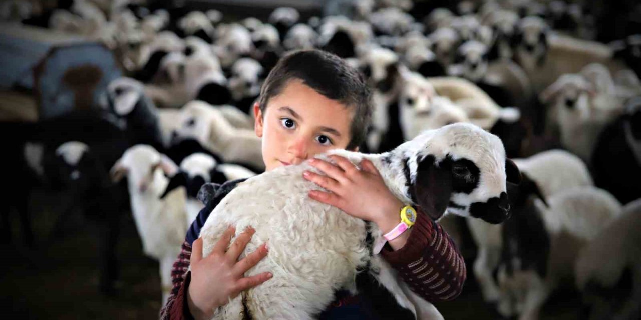 Göçerlerin ’kuzu’ mutluluğu