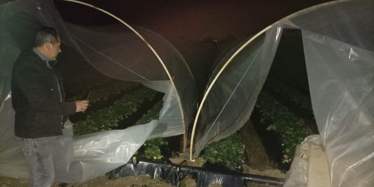 Çilek seralarına kimliği belirsiz kişi ya da kişilerce zarar verildi