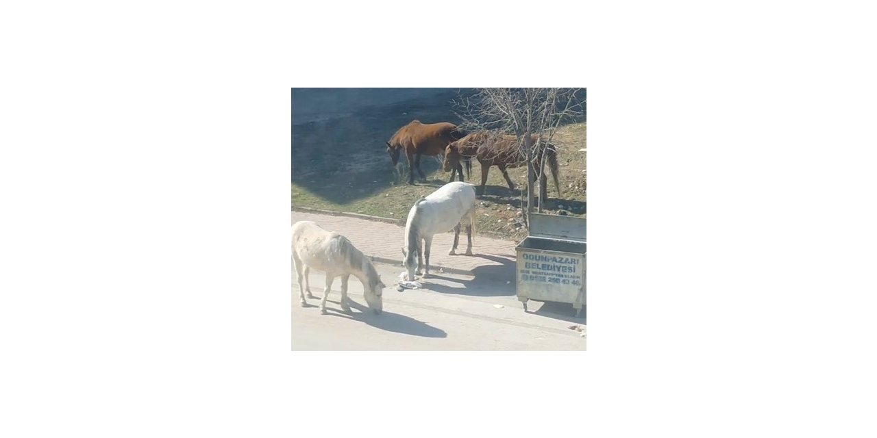 Başıboş atlar çevre rahatsızlığına neden oluyor