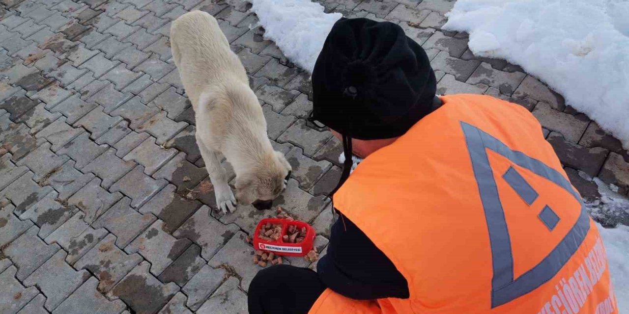 Keçiören Belediyesi veteriner hekimleri yaraları sarıyor