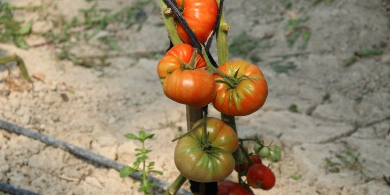 20 bin tohumu toprakla buluşuyor