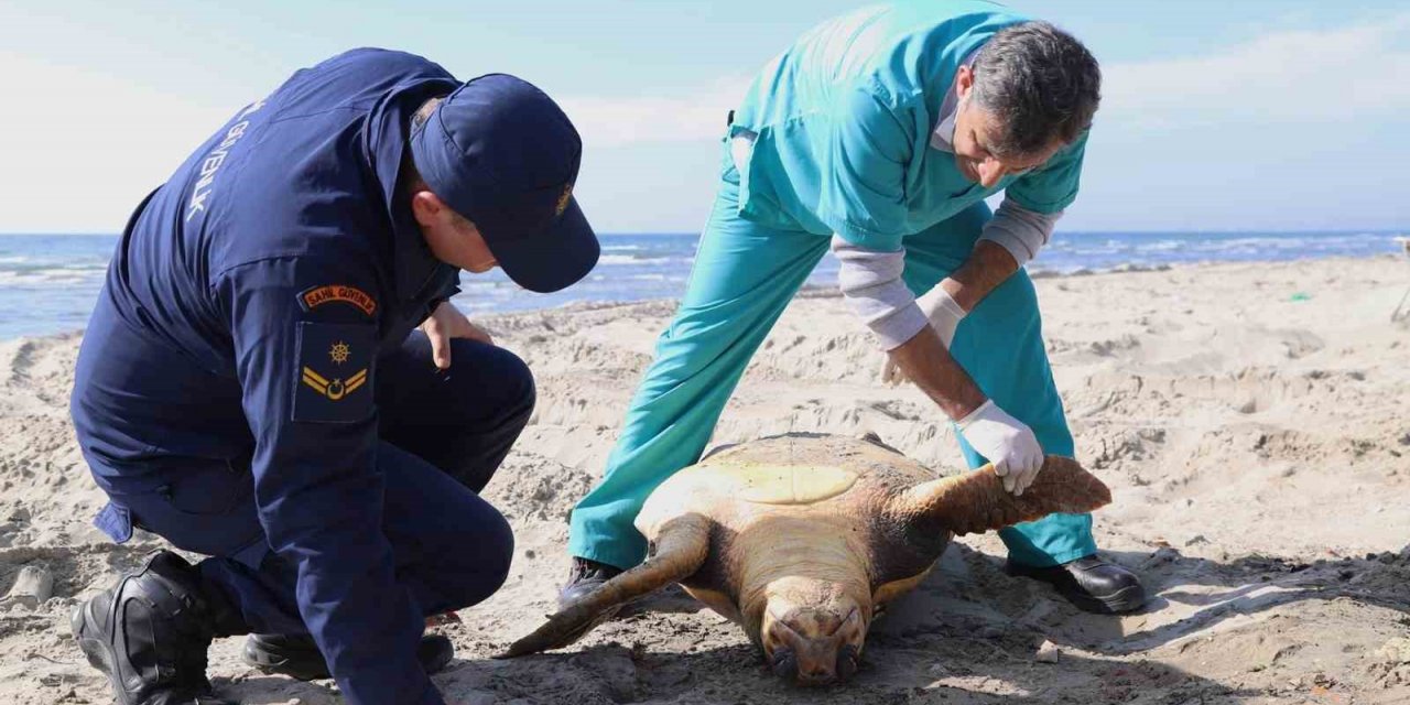 Tekirdağ sahilinde "caretta caretta" ölüsü bulundu