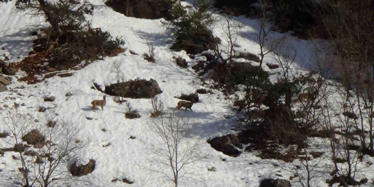 Avcılık durduruldu, dağ keçileri rahatça gezmeye başladı