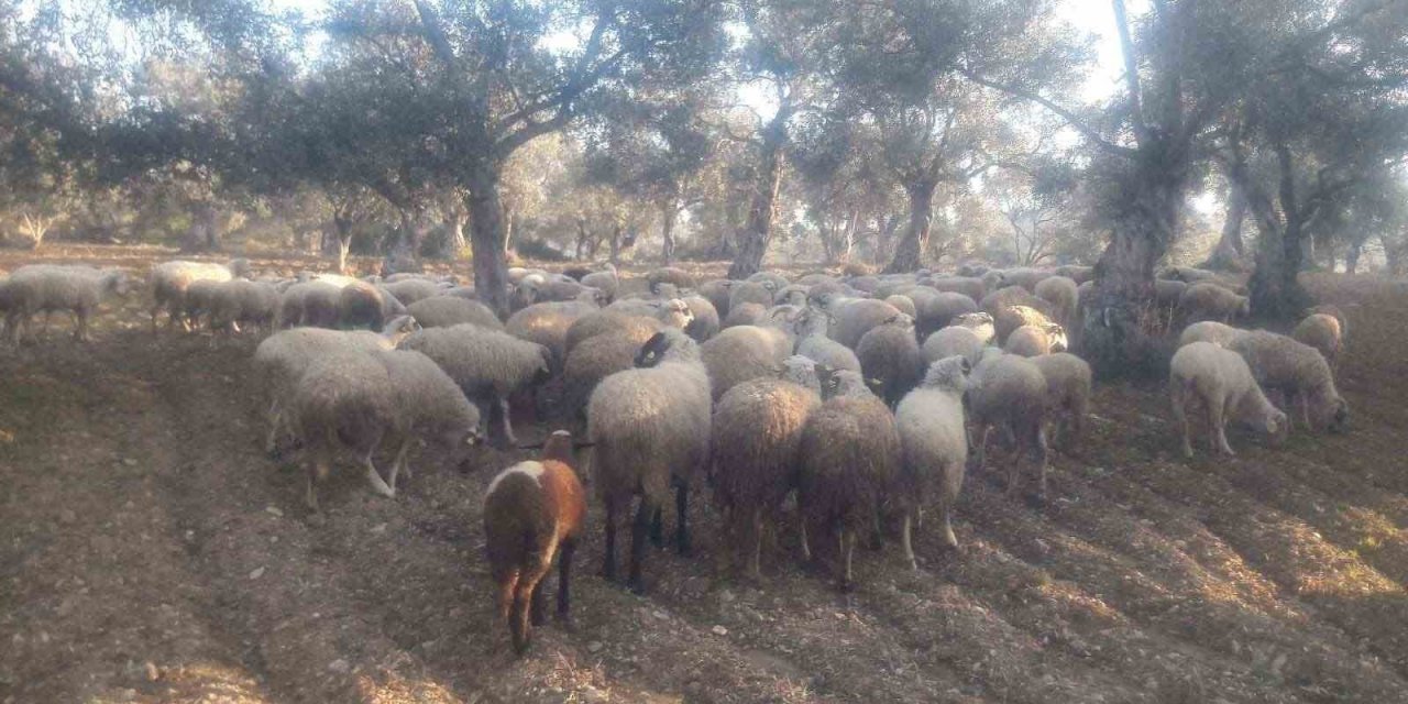 Kaybolan koyunları jandarma buldu