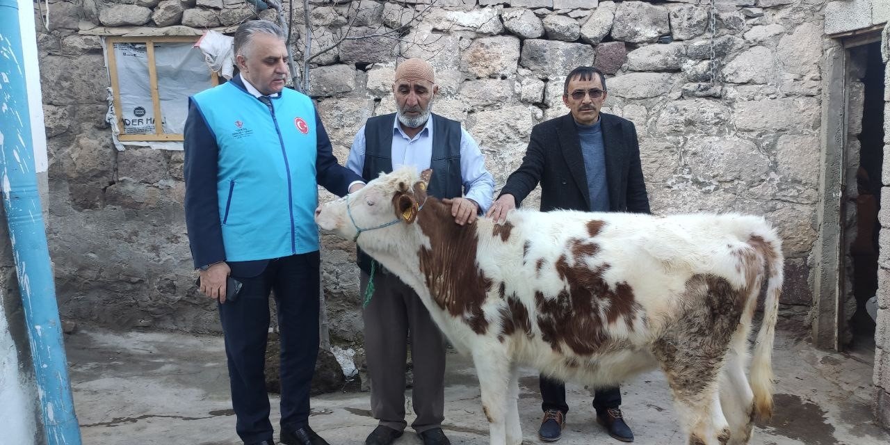 Gözü gibi baktığı danasını depremzedelere bağışladı