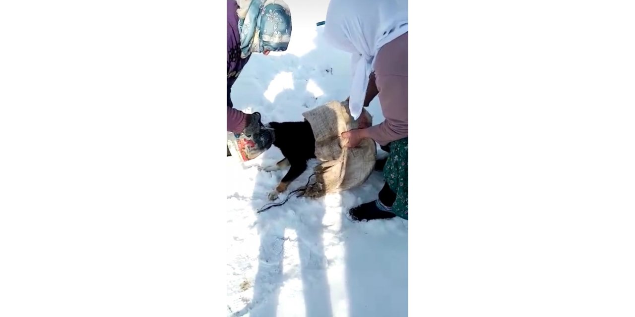 Kafası bidona sıkışan köpeği kadınlar kurtardı