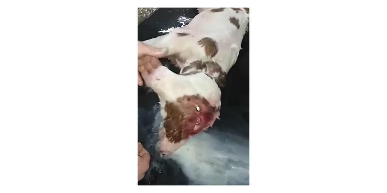Afyonkarahisar’da doğan çift başlı buzağı sadece 4 saat yaşayabildi