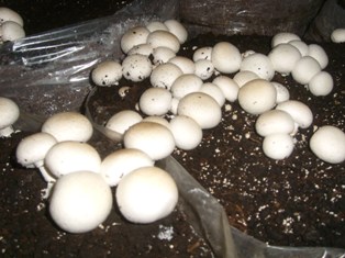 Sarayönü'nün beyaz altınları piyasada