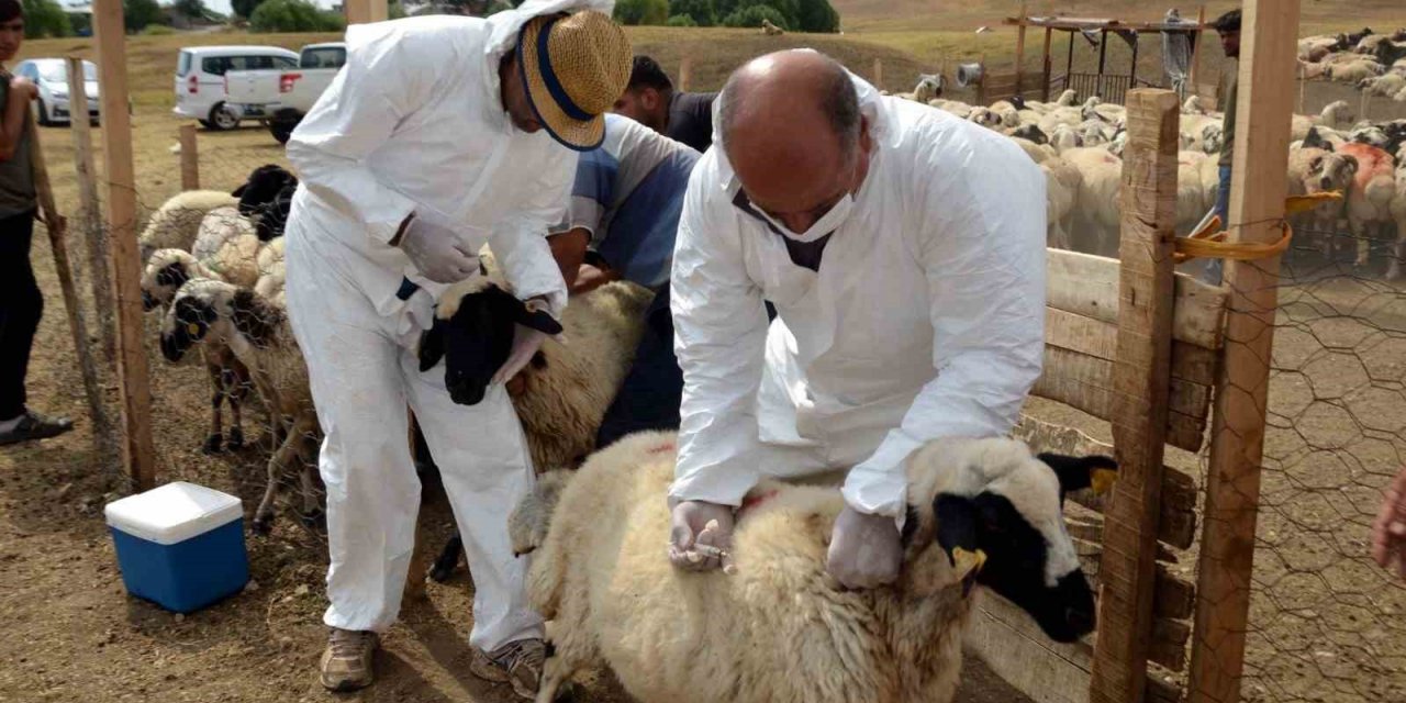 Talas’ta Tarımsal Kalkınmaya Destek Sürüyor