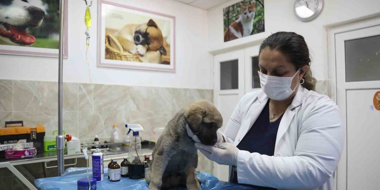 Enkazda sahiplerini kaybeden ‘Afet’ isimli köpeğe büyükşehir sahip çıktı