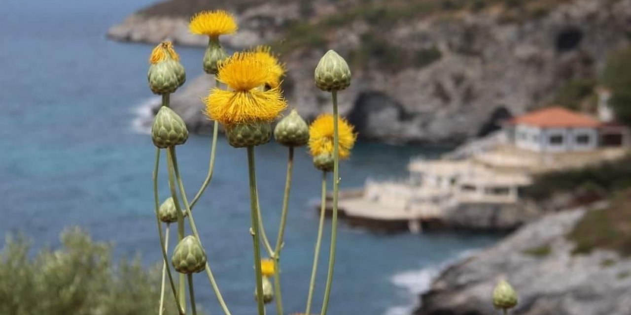Kuşadası Belediyesi’nden ‘Doğal Botanik Parka’ koruma çemberi