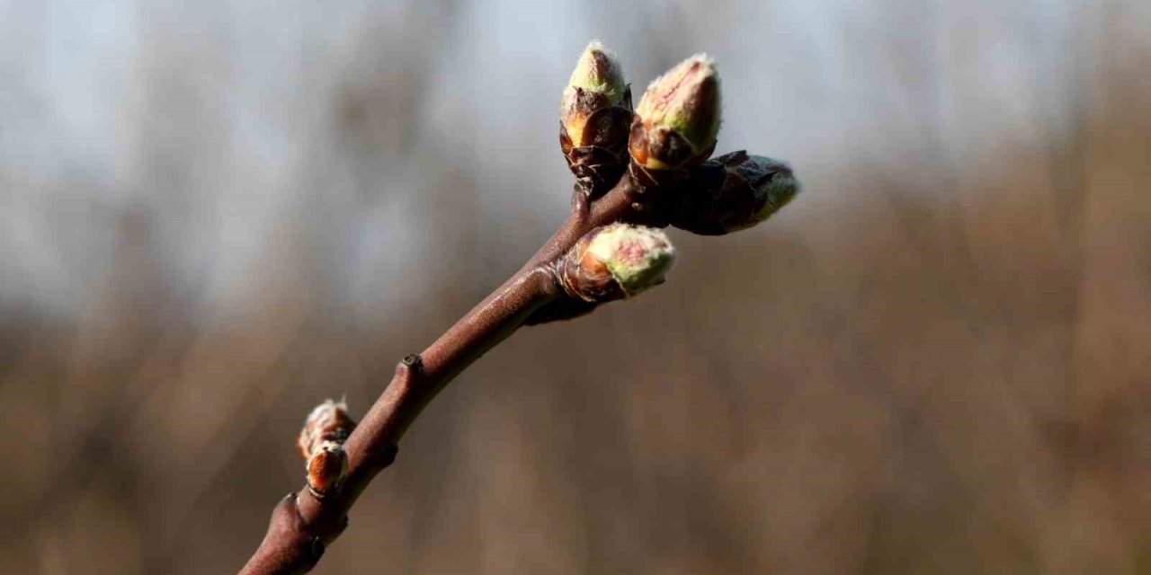 Meyve ağaçları soğuklama ihtiyaçlarını karşıladı