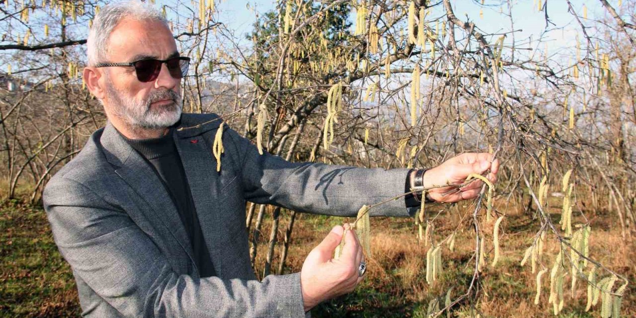 Serbest piyasada fındık fiyatını karanfiller belirleyecek