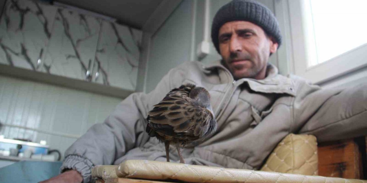 Konya'da limanda hareketsiz bulunan çulluk kuşuna balıkçılar sahip çıktı