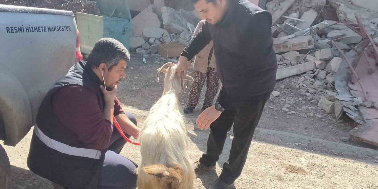 Deprem bölgesinde hayvanlar muayeneden geçiriliyor