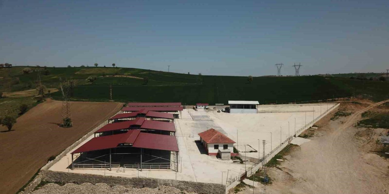 Havza Canlı Hayvan Pazarı tedbiren kapatıldı