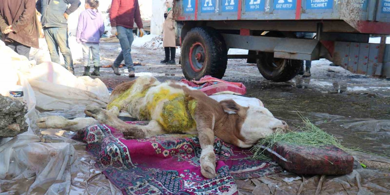 Malatya’da öldü denilen buzağı enkaz altından sağ kurtarıldı