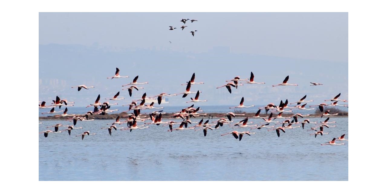 Hersek Lagünü’nde renkli görüntüler