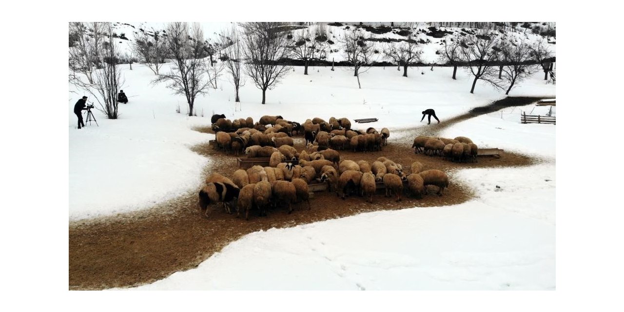 Zorlu kış şartlarında besicilerin ‘kuzu’ mesaisi