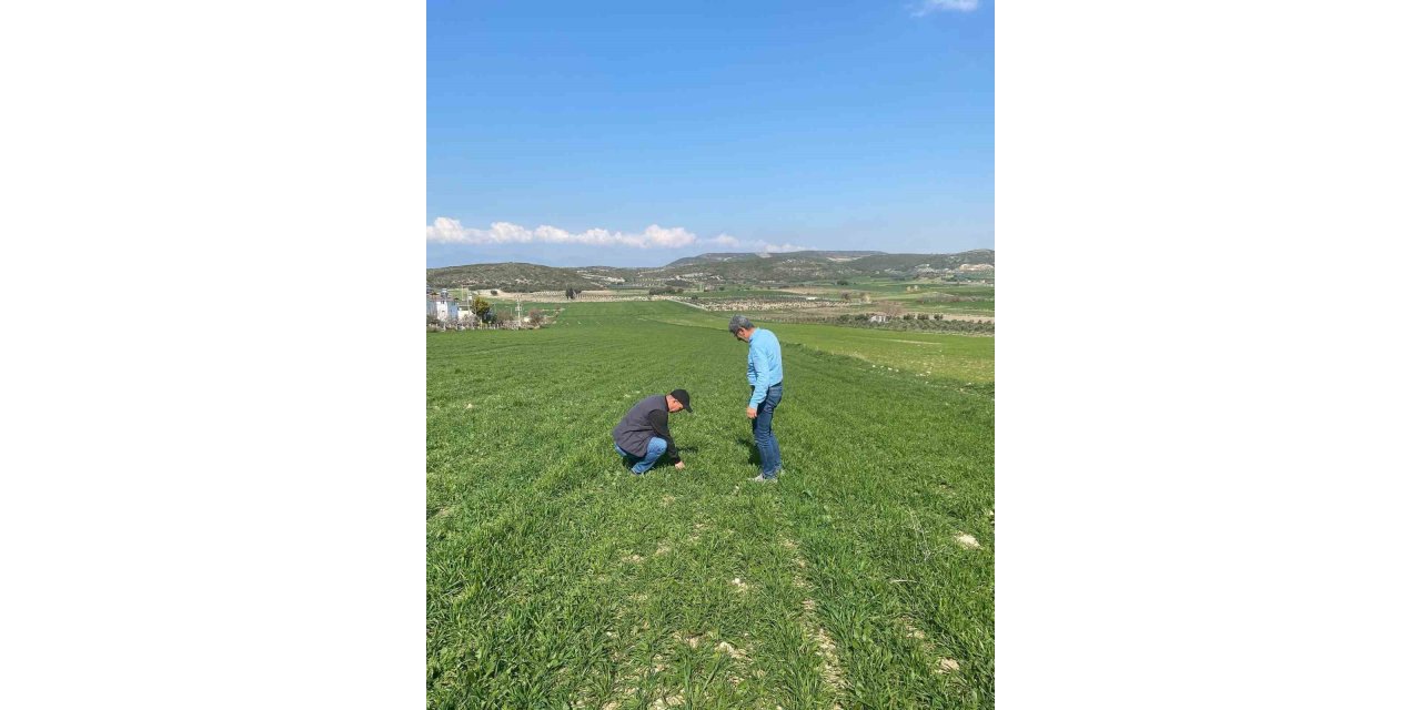 Aydın’da hububat ekili araziler denetlendi
