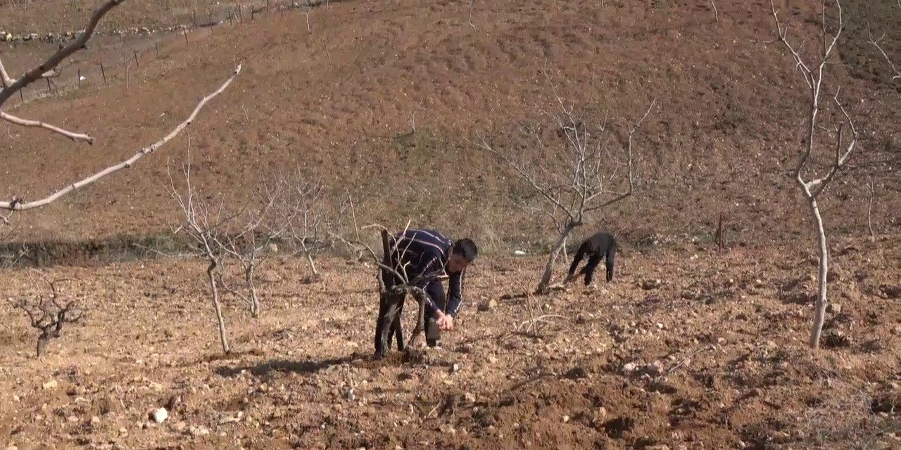 Siirtli çiftçilere hibe destekli sebze fidesi dağıtılacak