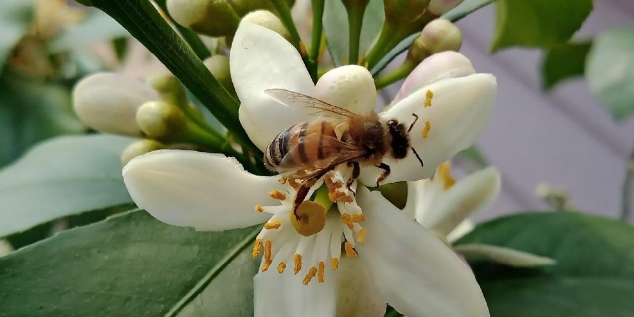 Arıcılar ilaçlama soruna çözüm olarak akşamı işaret etti
