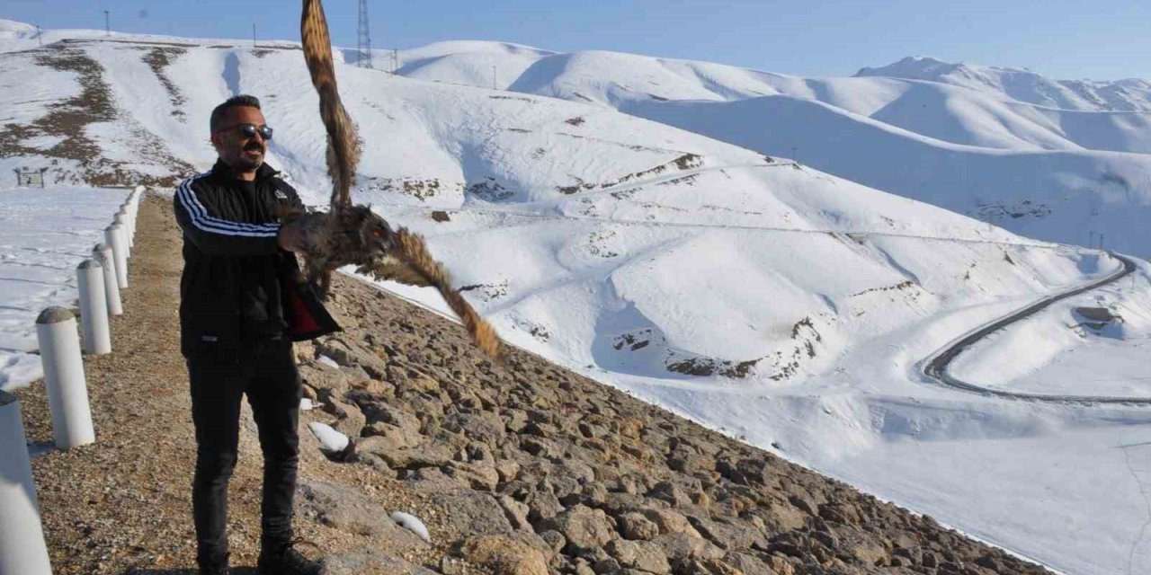 Tedavi edilen puhu kuşu doğaya bırakıldı