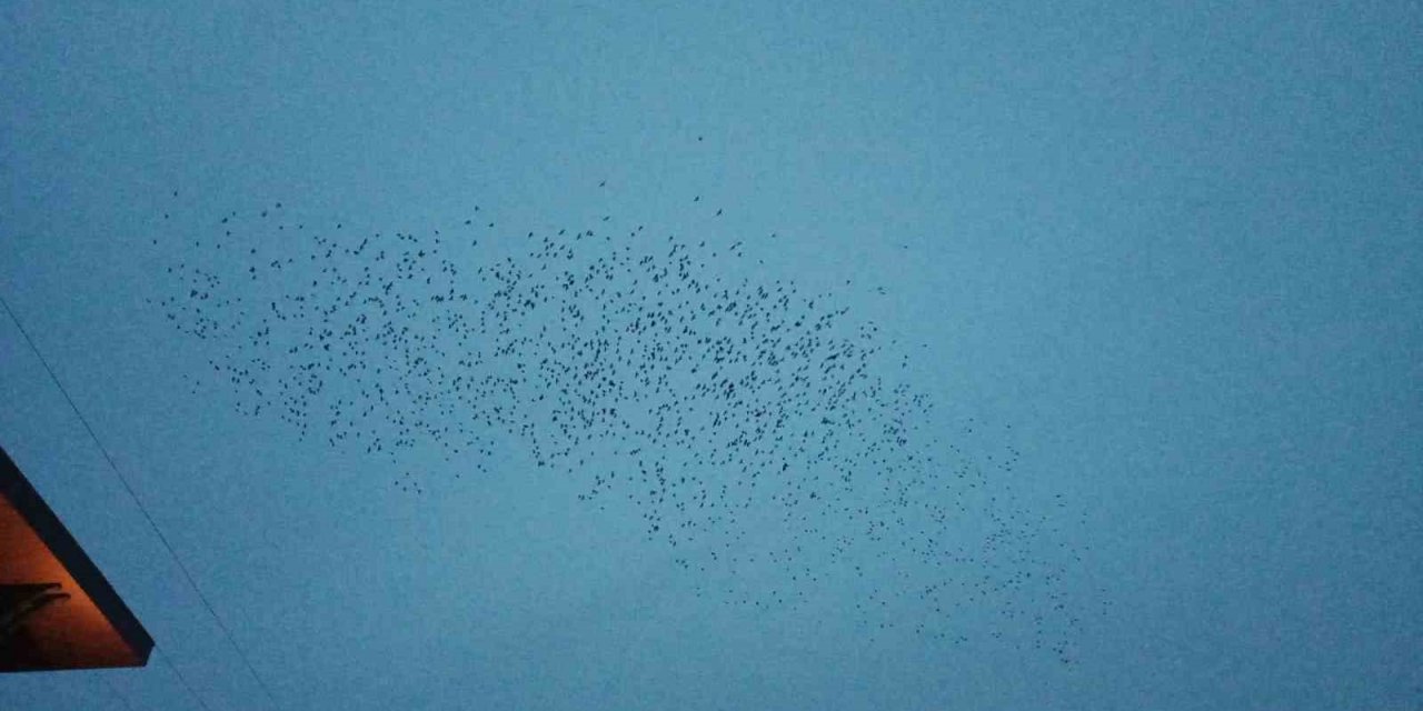 Tekirdağ’da sığırcık dansı