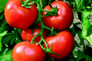 Domates fiyatları düşüyor