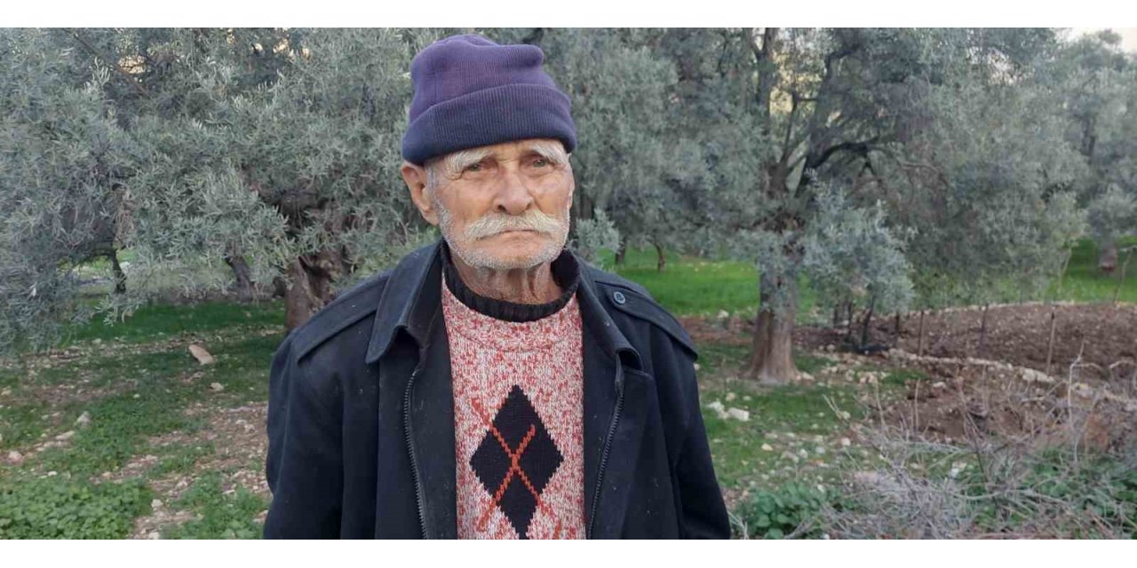 Kendi diktiği zeytin ağaçlarını korumak için başka bahçesine nakletmek istedi, başına gelmeyene kalmadı