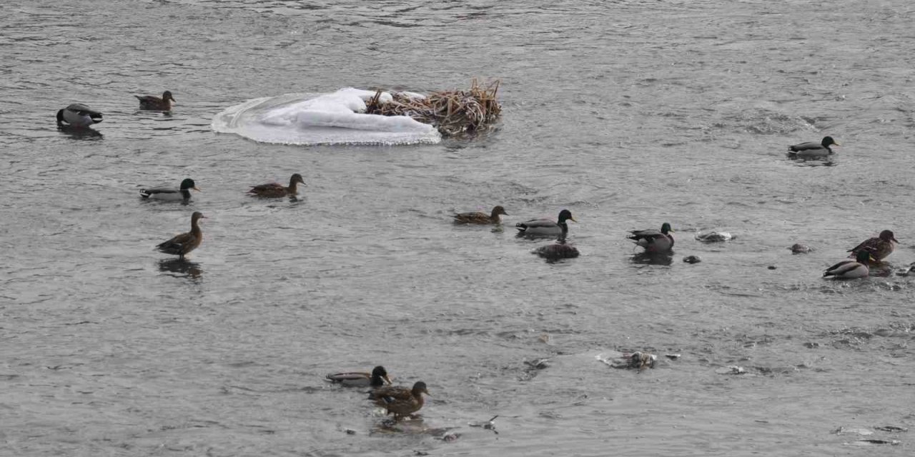 Yeşilbaş yaban ördekleri Kars’ı sevdi