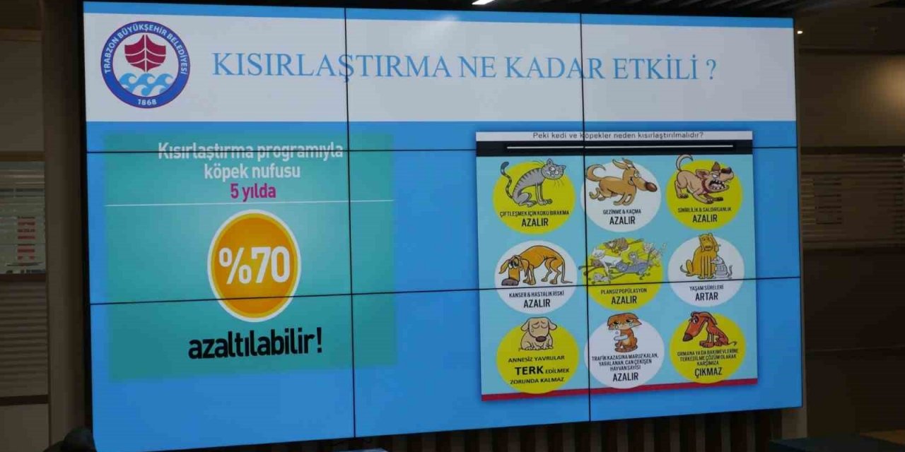 Trabzon’da başıboş köpeklerle topyekün mücadele için harekete geçildi