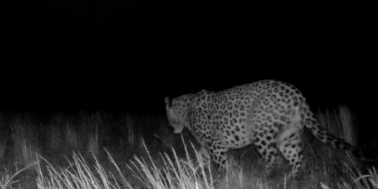 Prof. Dr. Şağdan Başkaya: "Anadolu Parsı popülasyonu artıyor"