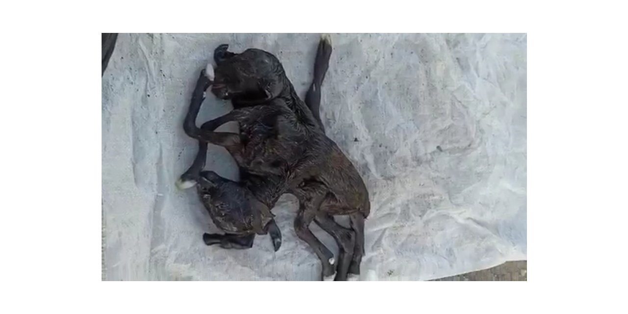 Iğdır’da çift başlı altı ayaklı oğlak dünyaya geldi