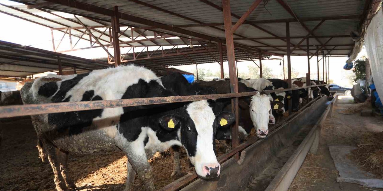 Pamukkale Belediyesi 60 bin hayvanı aşılamaya başladı