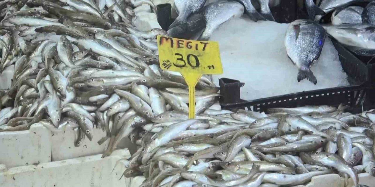 Hamside son günler, şimdi mezgit ve istavrit zamanı