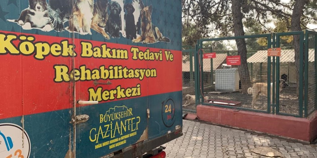 Gaziantep hayvan barınağı depremzede hayvanları sahipleniyor