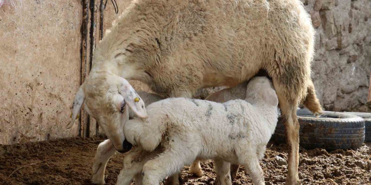 Kuzuların anneleriyle buluştuğu anlar görenlere tebessüm ettirdi