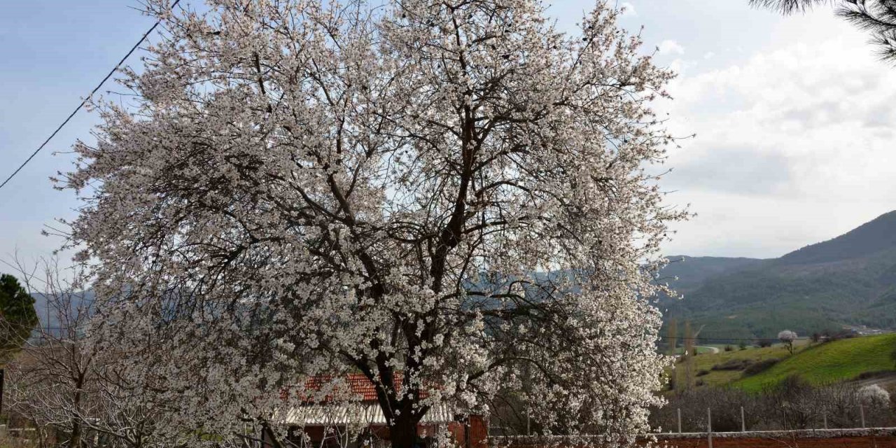 Balıkesir’de ağaçlar erken çiçek açtı