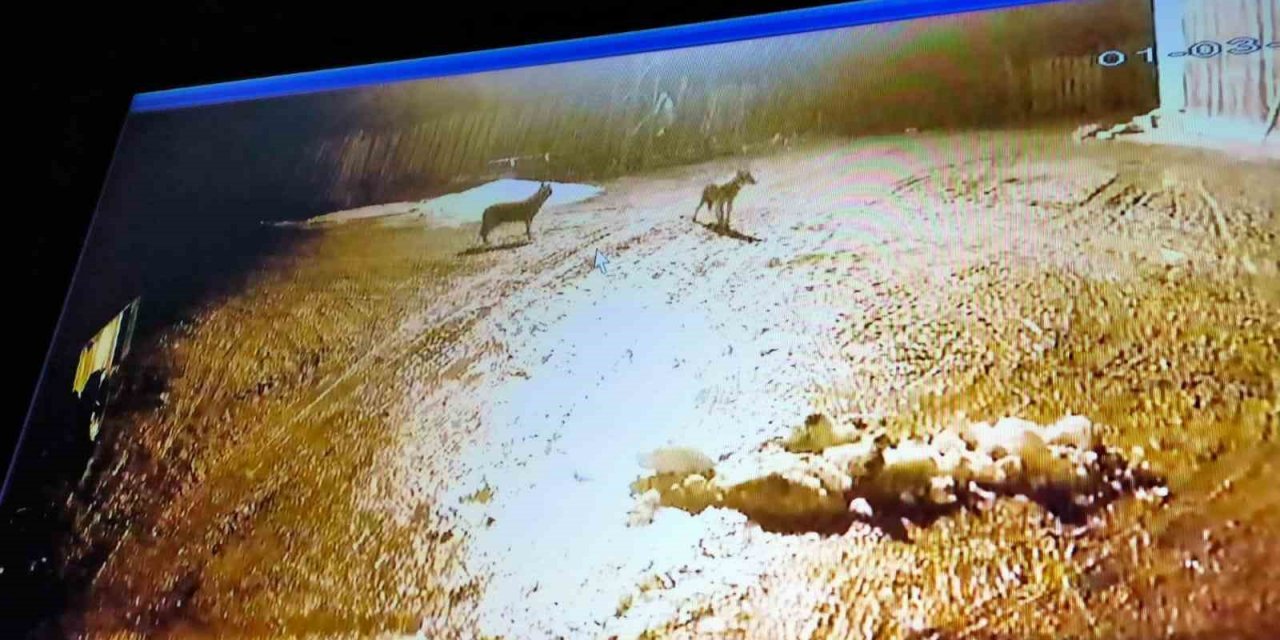 Kastamonu’da kurt sürüsü gece vakti köyü bastı