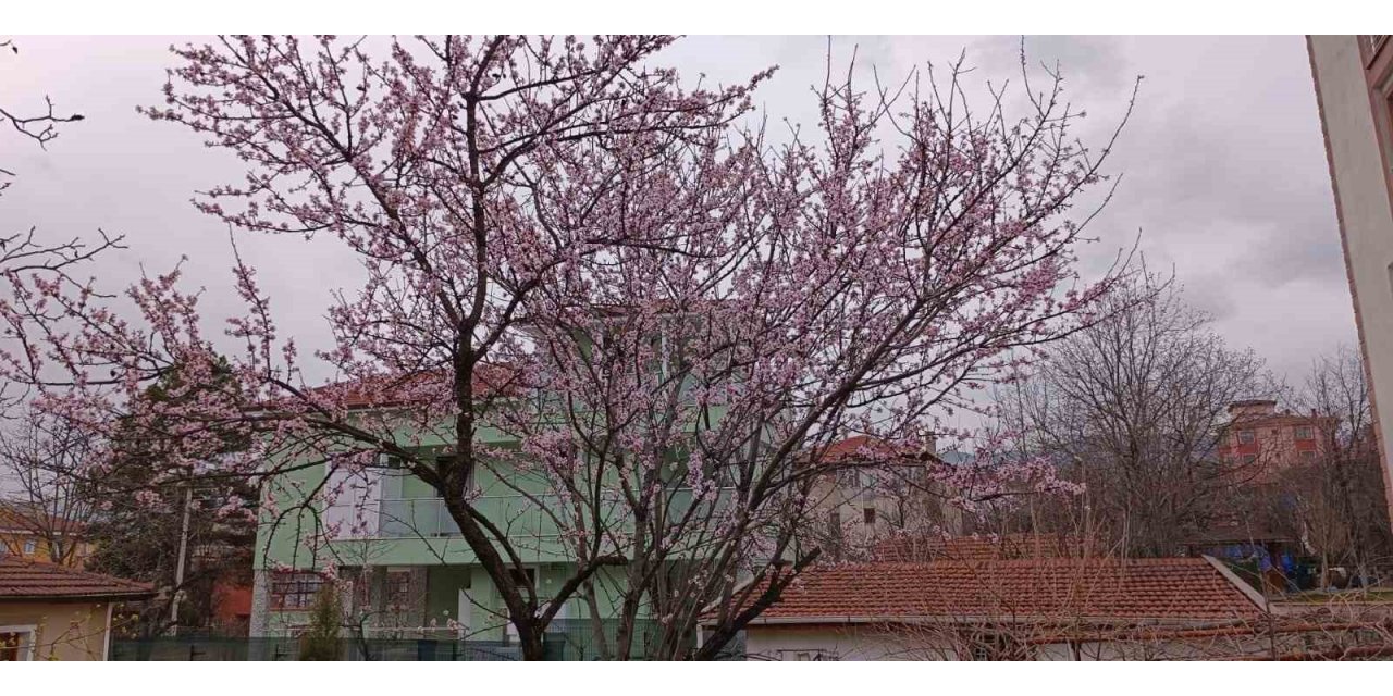 Karabük’te badem ağaçları çiçek açtı