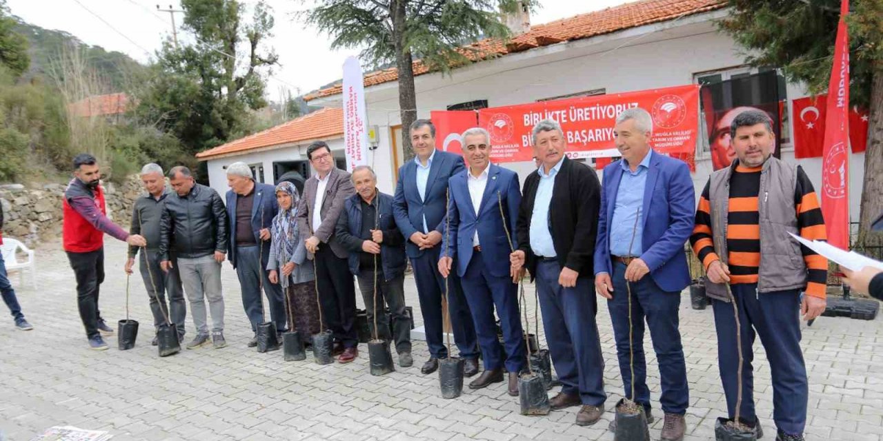 Dalaman’ın 11 kırsal mahallesinde ‘Kaya İnciri’ fidanları toprakla buluştu