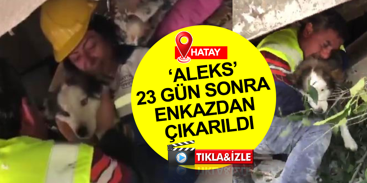 Konya ekibi Hatay'da 'Aleks' adlı köpeği depremden 23 gün sonra enkazdan çıkardı