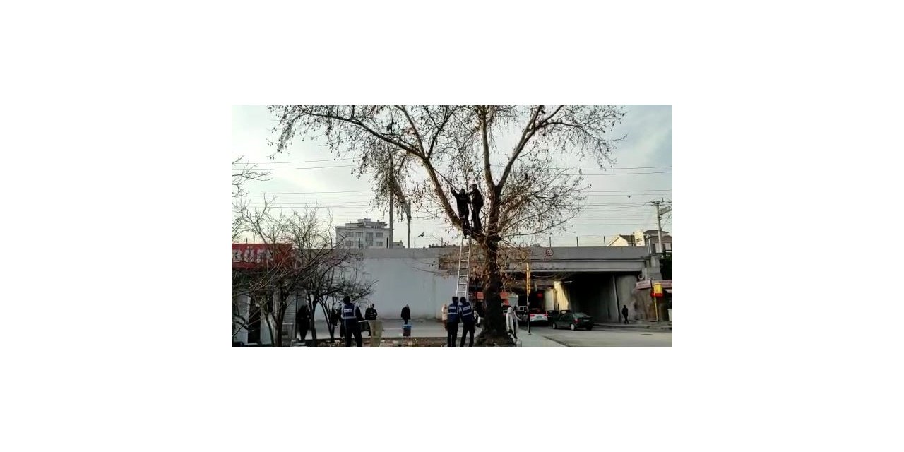 İtfaiye ekipleri ağacın dalında mahsur kalan güvercini kurtarmak için seferber oldu